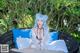 A woman with blue hair sitting on a wicker chair.